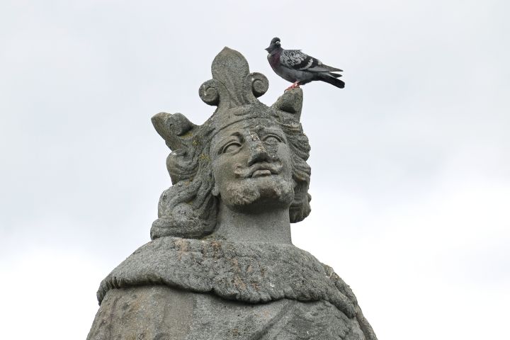 Eine Taube sitzt auf der Figur des Pipinus auf der Alten Mainbrücke in Würzburg. In der Stadt werden Tauben meist als potenzielle Kunstverschmutzer wahrgenommen.
