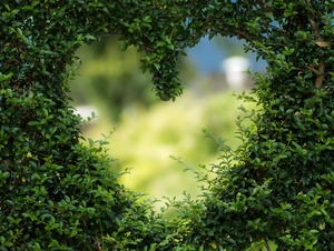 Ein Herz in einem grünen Busch 