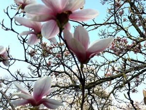 Im Frühjahr blühen überall die Magnolien.