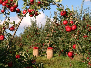 Obstgarten mit Äpfeln