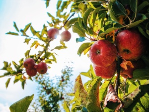 Rote Äpfel im Spätsommer