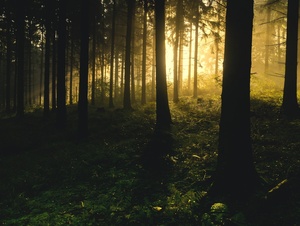 Lichtung im Wald