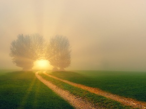 Die Sonne strahlt durch Nebel und Bäume am Ende eines Feldwegs