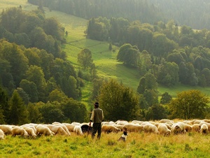Schäfer mit seiner Herde