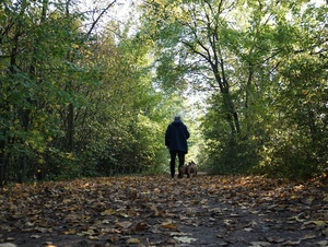 Ein Mann geht im Wald mit dem Hund spazieren.