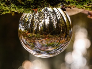 Glaskugel im Wald