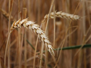 Einzelne Weizenrebe auf einem Weizenfeld.